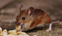 24 Hour & Emergency Exterminators in Red Creek, WV
